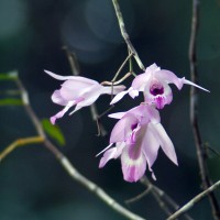 Dendrobium maccarthiae Thwaites